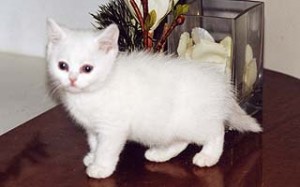 Белые британцы: фото британских белых котов, кошек, котят  